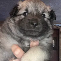 Rubys girl 1, a female Keeshond for sale in Oklahoma City, OK – Photo 3 of 9