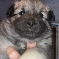 Rubys girl 1, a female Keeshond for sale in Oklahoma City, OK – Photo 6 of 9