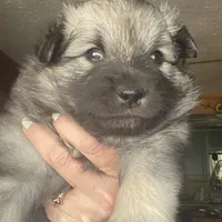 Rubys girl 1, a female Keeshond for sale in Oklahoma City, OK – Photo 5 of 9