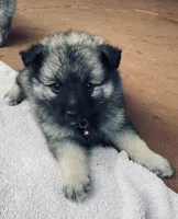girl 5 brown, a female Keeshond for sale in Oklahoma City, OK – 2 of 6