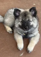 Boy 1 yellow, a male Keeshond for sale in Oklahoma City, OK – 1 of 8