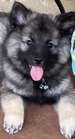 Boy 3 blue, a male Keeshond for sale in Oklahoma City, OK – 3 of 8