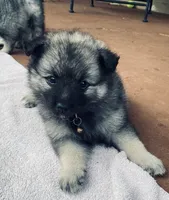 girl 5 brown, a female Keeshond for sale in Oklahoma City, OK – 3 of 6