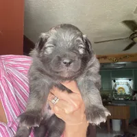 Boy3, a male Keeshond for sale in Oklahoma City, OK – 2 of 3