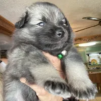 Boy 2 green, a male Keeshond for sale in Oklahoma City, OK – 3 of 6