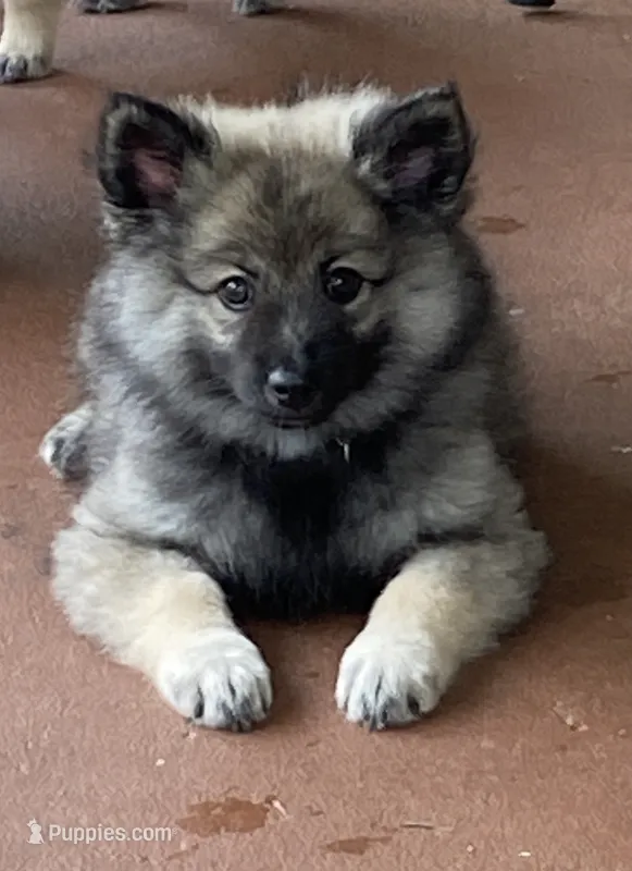 Girl 7 black – Keeshond puppy for sale in Oklahoma City, OK