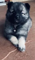 girl 3 silver, a female Keeshond for sale in Oklahoma City, OK – 7 of 9
