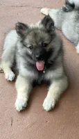Girl 2 blue, a female Keeshond for sale in Oklahoma City, OK – 4 of 9
