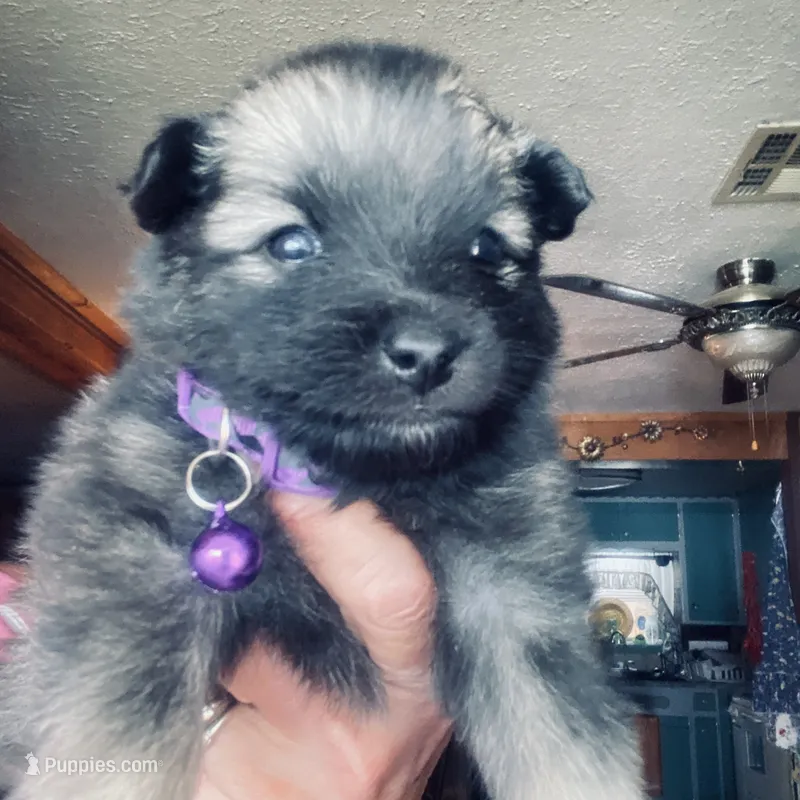 girl 4 purple – Keeshond puppy for sale in Oklahoma City, OK
