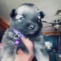 girl 4 purple, a female Keeshond for sale in Oklahoma City, OK – 1 of 4