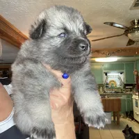 Ruby's girl purple, a female Keeshond for sale in Oklahoma City, OK – 2 of 6