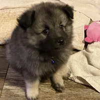 Ruby's girl purple, a female Keeshond for sale in Oklahoma City, OK – 6 of 9