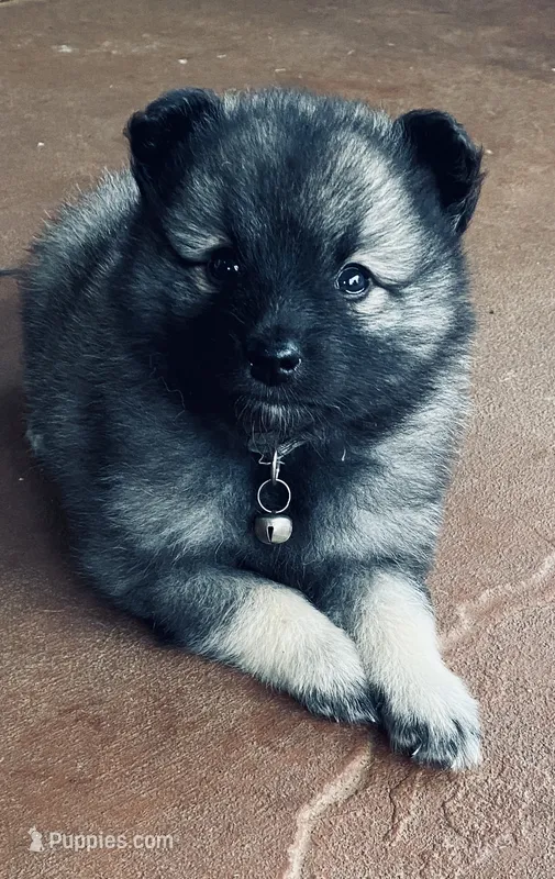 girl 3 silver – Keeshond puppy for sale in Oklahoma City, OK