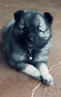 girl 3 silver, a female Keeshond for sale in Oklahoma City, OK – 5 of 9