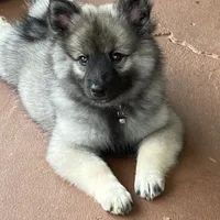 girl 3 silver, a female Keeshond for sale in Oklahoma City, OK – 2 of 9