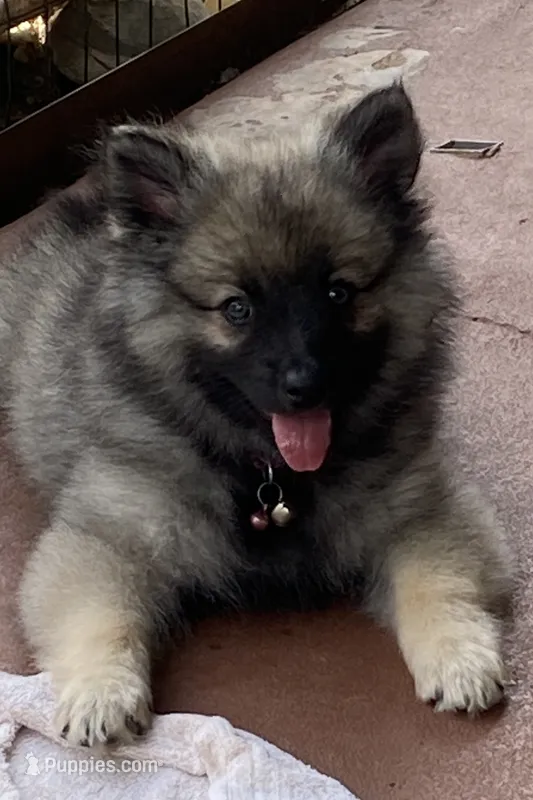 boy 2 pink – Keeshond puppy for sale in Oklahoma City, OK