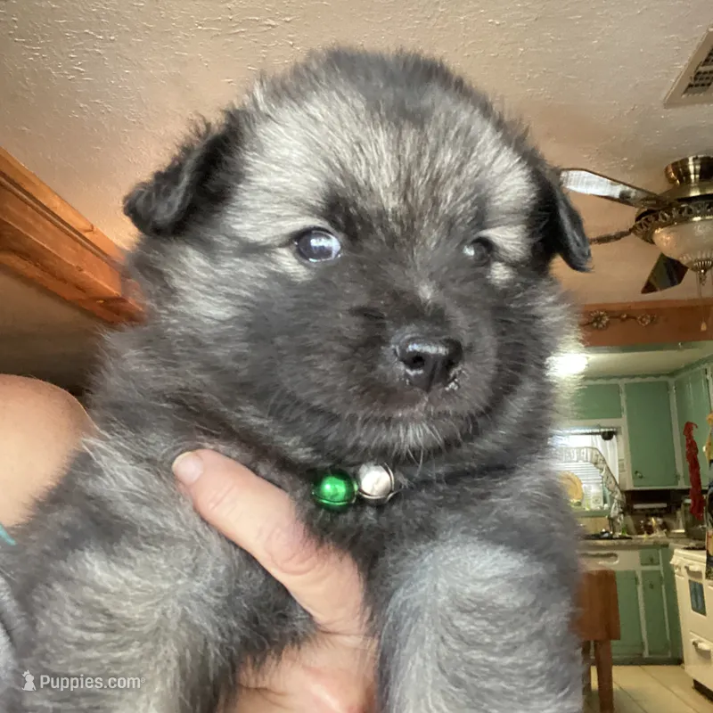 Boy 2 green – Keeshond puppy for sale in Oklahoma City, OK
