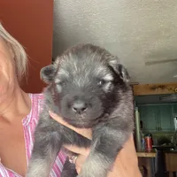 Boy 4, a male Keeshond for sale in Oklahoma City, OK – 3 of 3