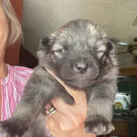 Ruby girl, a female Keeshond for sale in Oklahoma City, OK – 2 of 3