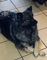boy 2 pink, a male Keeshond for sale in Oklahoma City, OK – 3 of 4