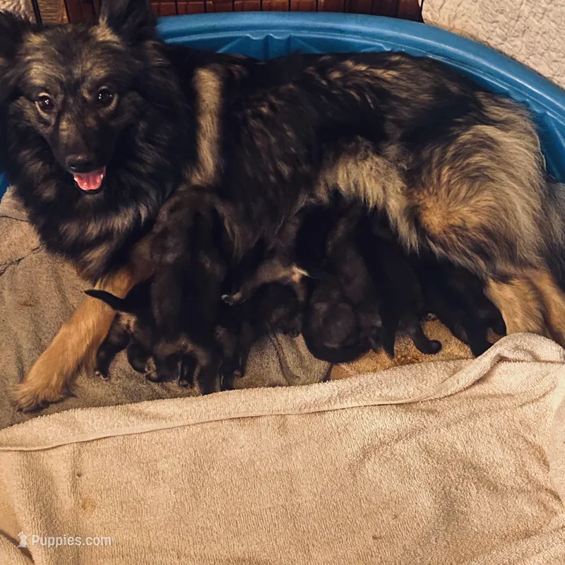 boy 2 – Keeshond puppy for sale in Oklahoma City, OK
