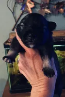 boy 2 pink, a male Keeshond for sale in Oklahoma City, OK – 4 of 4