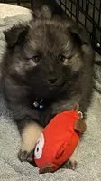 Boy 3 blue, a male Keeshond for sale in Oklahoma City, OK – 5 of 8