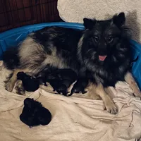 girl 4 purple, a female Keeshond for sale in Oklahoma City, OK – 4 of 4