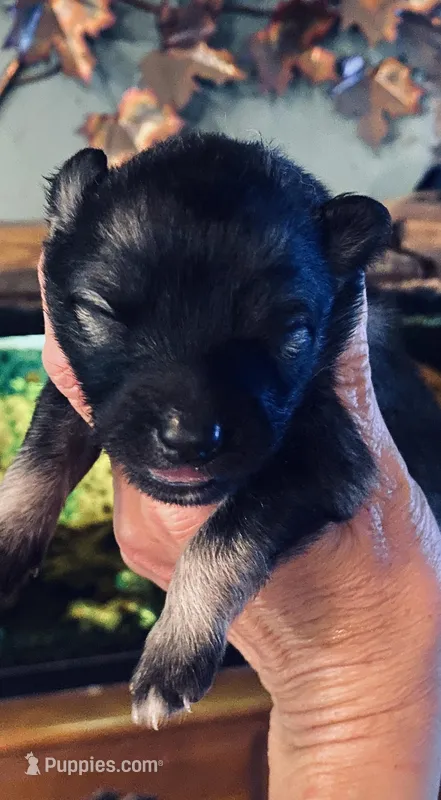 girl 4 – Keeshond puppy for sale in Oklahoma City, OK