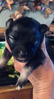 girl 4 purple, a female Keeshond for sale in Oklahoma City, OK – 2 of 4