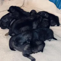 girl 4 purple, a female Keeshond for sale in Oklahoma City, OK – 3 of 4