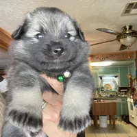 Boy 2 green, a male Keeshond for sale in Oklahoma City, OK – 2 of 6