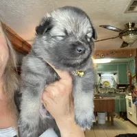 Boy 1 yellow, a male Keeshond for sale in Oklahoma City, OK – 4 of 5