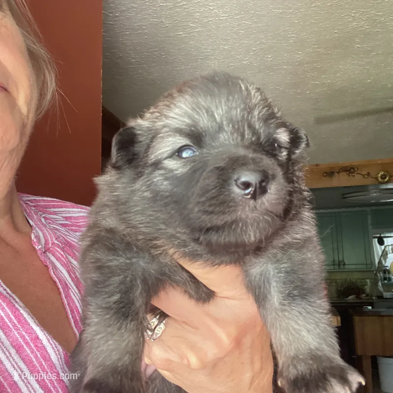 Ruby girl – Keeshond puppy for sale in Oklahoma City, OK