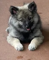 Girl 7 black, a female Keeshond for sale in Oklahoma City, OK – 3 of 9