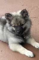 girl 4 purple, a female Keeshond for sale in Oklahoma City, OK – 2 of 9