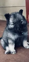 Girl 2 blue, a female Keeshond for sale in Oklahoma City, OK – 6 of 9