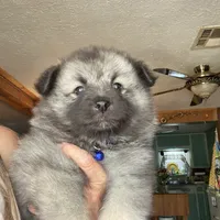Ruby's girl purple, a female Keeshond for sale in Oklahoma City, OK – 8 of 9