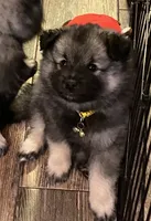 Boy 1 yellow, a male Keeshond for sale in Oklahoma City, OK – 5 of 8