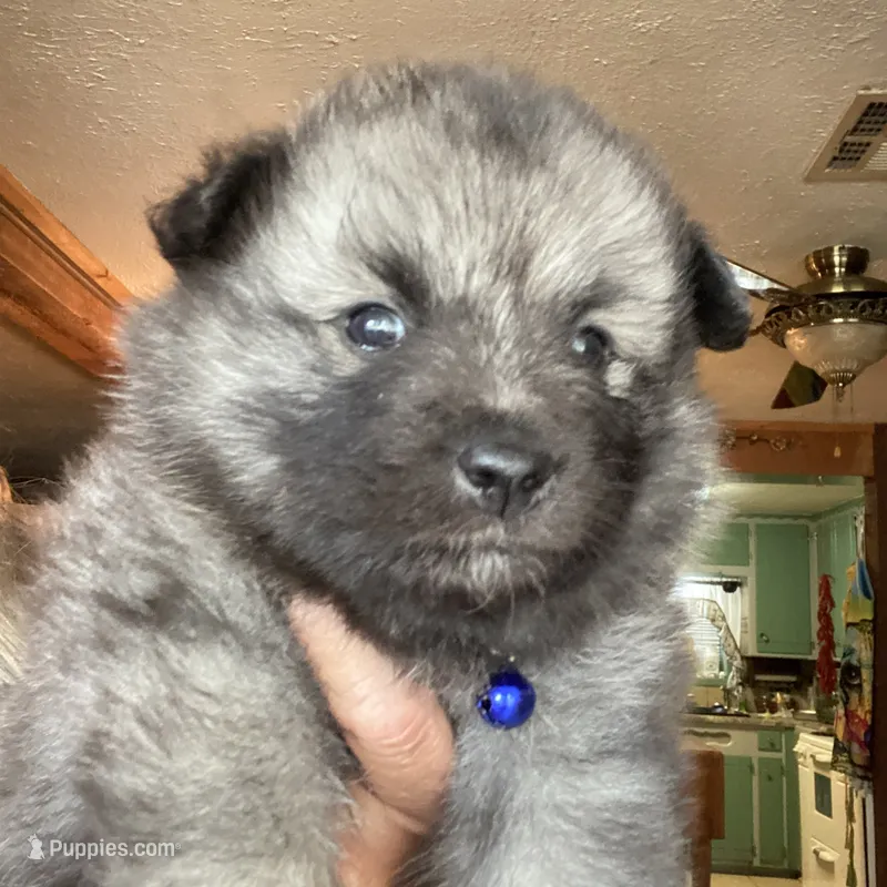 Ruby's girl purple – Keeshond puppy for sale in Oklahoma City, OK