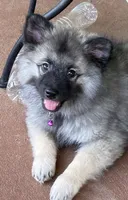 Ruby's girl purple, a female Keeshond for sale in Oklahoma City, OK – 4 of 9