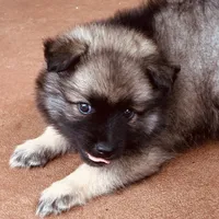 girl 4 purple, a female Keeshond for sale in Oklahoma City, OK – 7 of 9