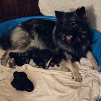 girl 3 silver, a female Keeshond for sale in Oklahoma City, OK – 4 of 4