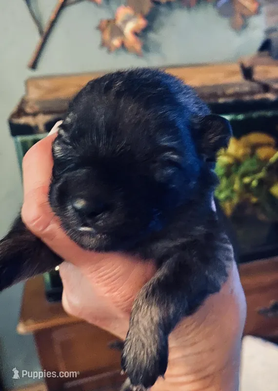 girl 3 – Keeshond puppy for sale in Oklahoma City, OK