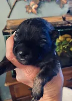 girl 3 silver, a female Keeshond for sale in Oklahoma City, OK – 2 of 4