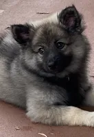 Girl 7 black, a female Keeshond for sale in Oklahoma City, OK – 4 of 9
