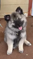 Boy 1 yellow, a male Keeshond for sale in Oklahoma City, OK – 2 of 8