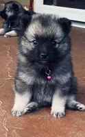 Girl 1 pink, a female Keeshond for sale in Oklahoma City, OK – 8 of 10