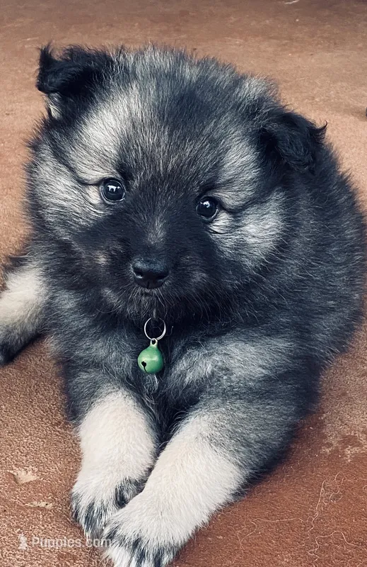 girl 6 green – Keeshond puppy for sale in Oklahoma City, OK
