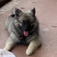 boy 2 pink, a male Keeshond for sale in Oklahoma City, OK – 2 of 10